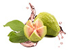 Guajava-Fruit-Extract Guajava-Fruit-Extract image