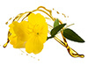 PrimRose PrimRose image