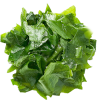 Chiết Xuất Tảo Bẹ Biển Sâu